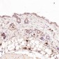 Anti-GRP78 BiP HSPA5 Rabbit Monoclonal Antibody